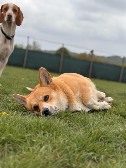 Canis lupus pembrokensis, lying on her side in the grass, utterly relaxed.