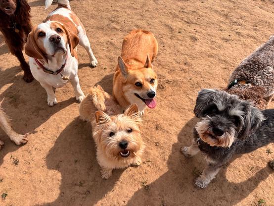 Canis lupus pembrokensis, with her pack in the sun. The pack includes a Schnauzer, a beagle and that Archie again.