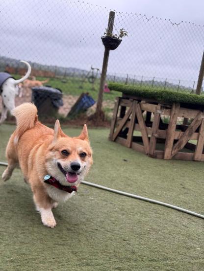 Canis lupus pembrokensis, sauntering along in front of some kind of wooden installation.