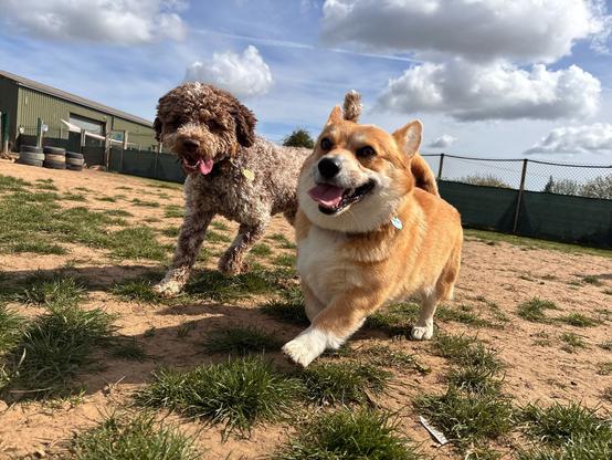 Canis lupus pembrokensis, bounding happily across the field alongside a brown and grey doodle.