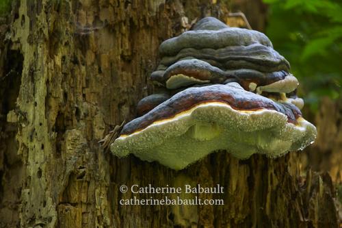 Photo of the fungus growing on an old log. It looks like an ugly face but the best description is from Wikipedia and it reads: Fomitopsis mounceae is typically fan-like in shape, with distinct bands usually brown or red in colour. It can have a resinous, sticky coating. As the conks age, they often become bumpy or warty. The cap is 8–25 centimetres (3–10 in) wide and 5–12 cm (2–4+1⁄2 in) thick at the base. The underside of the conk is typically white or yellow in colour, with 3–6 round pores per millimetre. If broken open, the inside is yellowish, or sometimes woody and brown, with no distinct bands.