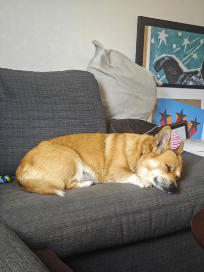 Canis lupus pembrokensis, sleeping peacefully on her corner of the couch.