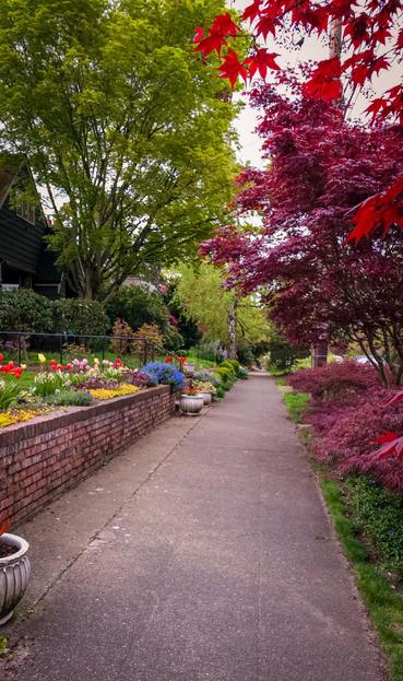 A view down a Seattle neighborhood sidewalk shows the care some gardeners put into their floral displays. On the house side, there are walls and other borders full of tulips, scilla, and other colorful flowers. The yards have birch trees, maples, apples, and many shrubs. On the street side, red Japanese maples of various sizes, green grass strips, and small shrubs enclosed the view.