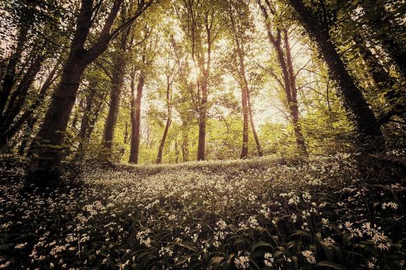 A wide shot of a forest floor densely covered in white wild garlic flowers, with tall trees reaching towards a bright, sunlit canopy.