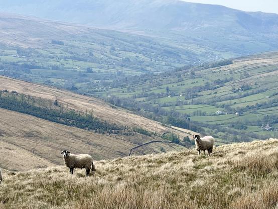Sheep looking towards camera with crossing zig zagging hills in background