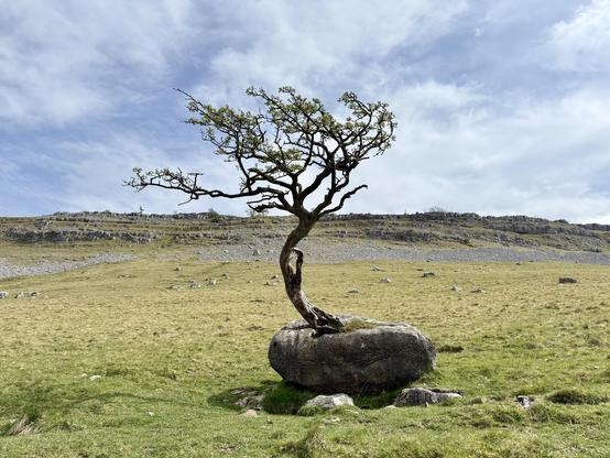 Tree growing out of a boulder.