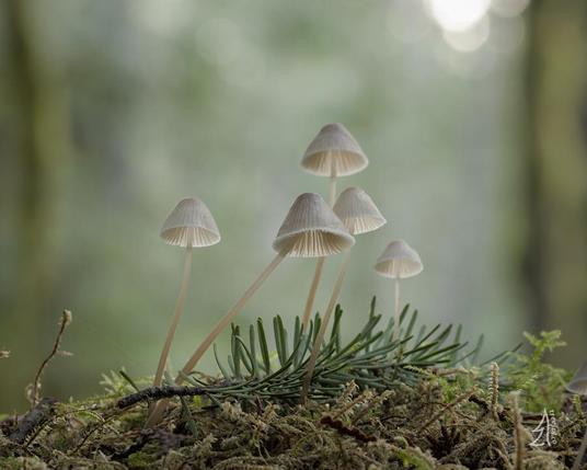 Five small mushrooms clustered together. Their caps have radial lines from the gills showing through, and the gills are visible. Beneath them is a conifer sprig on the mossy ground. The light is soft and indistinct, and glows through the mushroom caps.