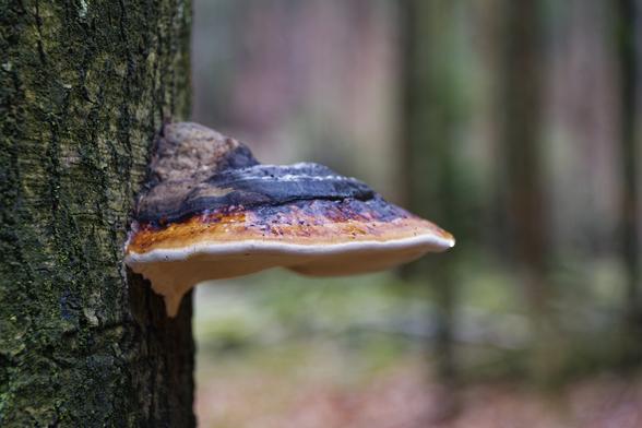 A black, brown, and red-brown mushroom cap, with a white underside, hangs from a tree. The background is blurry.