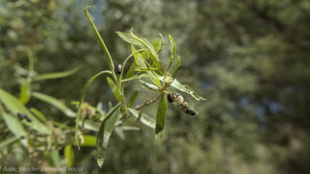 A close-up of green leaves on a plant, featuring small insects and potential larvae or pests on the stems. The background is blurred with green foliage.