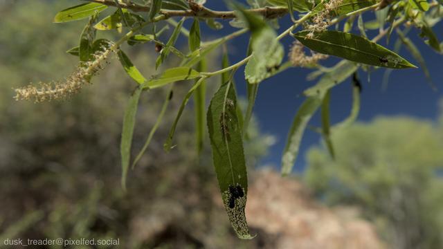 A close-up of green leaves on a plant, featuring some small black and white insects and flowering parts. The background is blurred, highlighting the details of the leaves and insects.