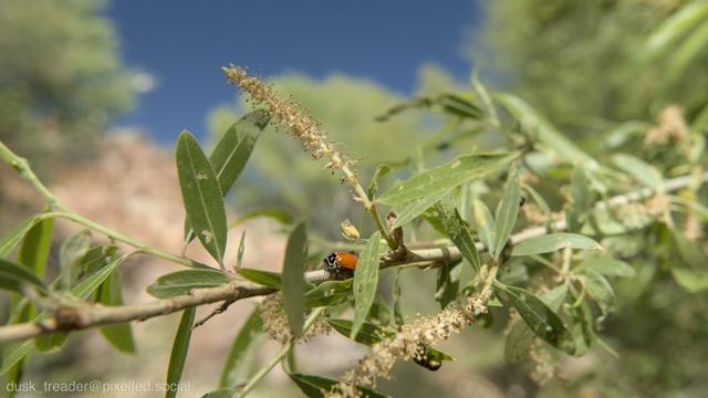 A close-up image of green leaves with a ladybug resting on a stem, surrounded by small flowers against a blurred natural background.