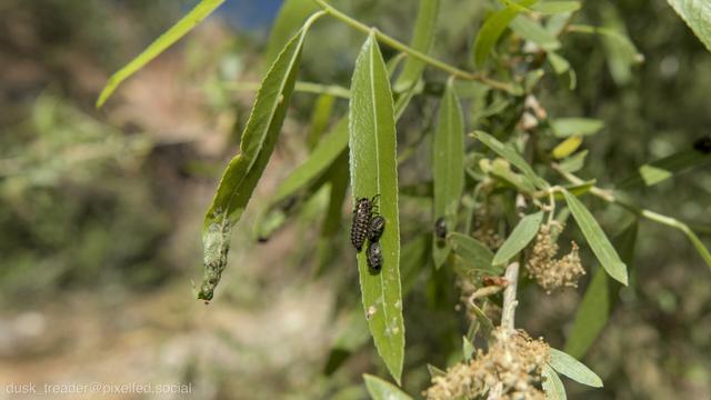 The image shows green leaves with black and gray caterpillars on them. Some leaves appear damaged, and small flowering clusters are visible in the background.