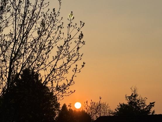 Am linken Bildrand ragt die Silhouette eines Laubbaumes vom unteren bis zum oberen Bildrand ins Bild und am unteren rechten Bildrand zeigt sich die Silhouette eines Nadelbaumes. Zwischen den Bäumen zeigt sich als glühender Ball die Sonne am leicht verschleierten Himmel.
