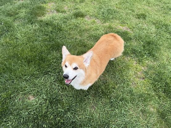 A happy corgi standing on green grass, looking up with a playful expression.