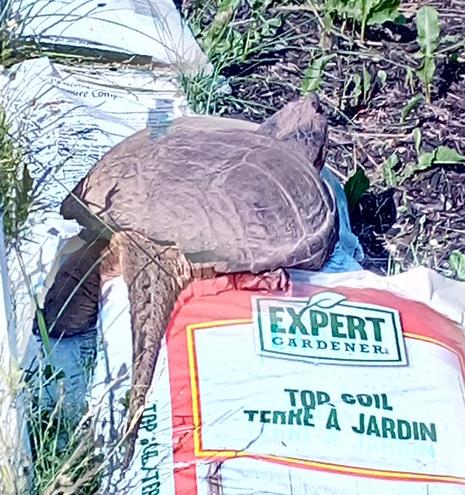 A very large Snapping Turtle crawls over bags of Garden Soil. It's as long from head to tail, as the soil bag.