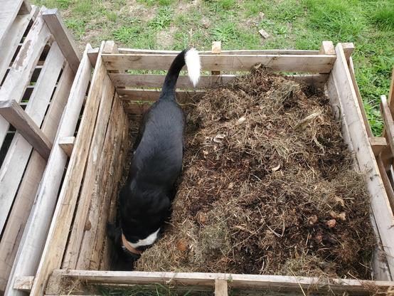 Compost heap made from 4 pallets. Mostly full of dry grass clippings & sawdust. Left end is excavated just enough for a border Collie-X to fit into. My dog, a border Collie-X, is in this gap. Nose-down, tail-up (& wagging) he is attempting to root out suspected vermin. He is having a wonderful time.