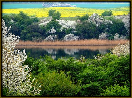 Weiß blühende Landschaft mit Maigrün und Rapsgelb im April