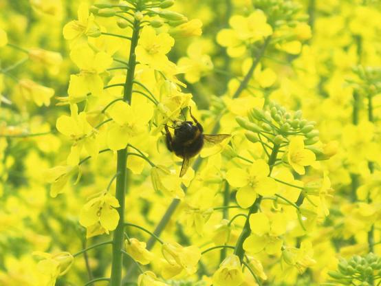 Blick in blühenden Raps, mittendrin hängt eine Hummel kopfüber an einer Blüte.