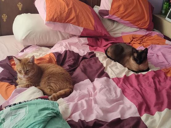 Two cats. One orange and one siamese. Both on the bed on top of a square pattern duvet cover