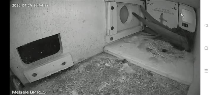 Swift nest camera image, showing a swift in a nest box.