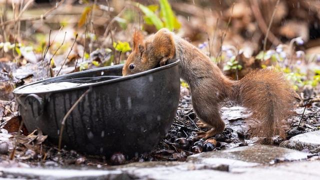 Eichhörnchen fallen dehydriert von den Bäumen: Klimawandel bedroht Wildtiere - so kann jeder helfen