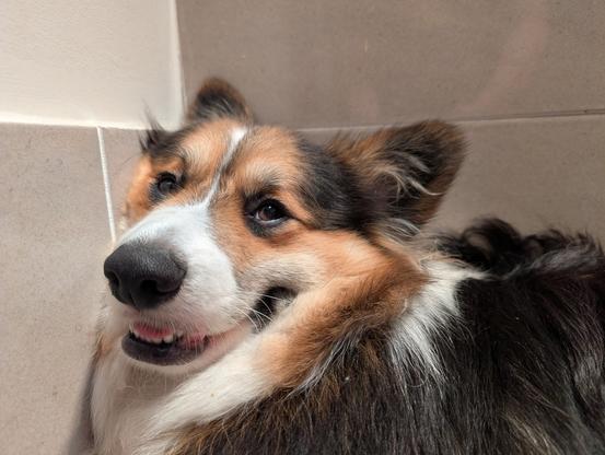 Reggie the fluffy tricolour Corgi squashed himself into a corner and appears to be thinking evil thoughts