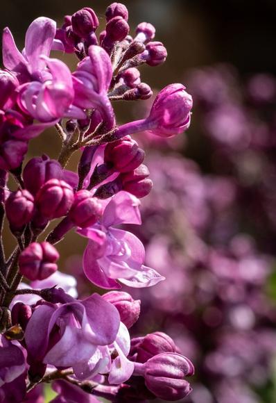 This photo shows a close-up of a cluster of lilac blossoms. The flowers are vibrant in shades of pink and purple, with some fully open and others still forming buds. The petals have a soft, delicate texture and are slightly rippled. The background is blurred, highlighting the sharp details of the foreground flowers and creating a beautiful bokeh effect with similar colors. The sun casts soft highlights and shadows on the blossoms.