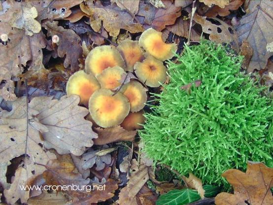 Yellowish-brown mushrooms meet moss cushion inmidst of dry leaves, mostly from oaks.