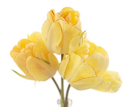 On a white BG, three tulips in a jar. The petals are yellow, shading from buttery to lemony. Most petals have a very thin rim of bright red, and many have a wash of tiny red spots. A couple of the flowers show small green flames.