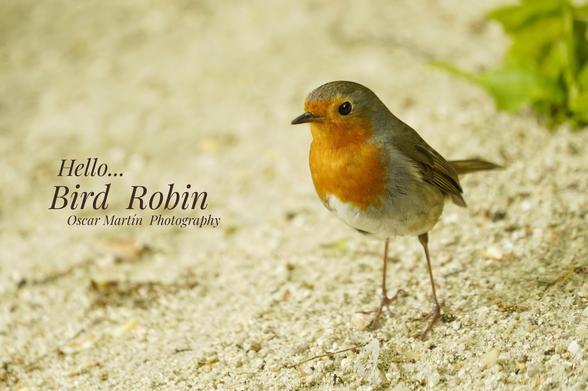 Pajaro Petirrojo / Robin