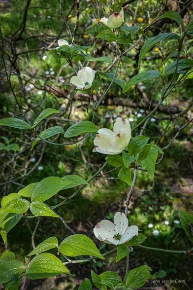 Four Pacific dogwood flowers grow among the tree's light green lanceolate leaves.  The four petals (actually bracts) are white with pink at the tips. The small clump of  green buds in the middle of the flowers are the real flowers waiting to open.  Then a few red berries will succeed the flowers, and will probably make some birds a nice meal.