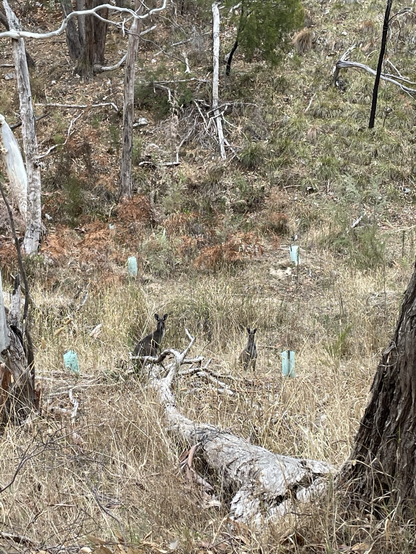 Some wallabies