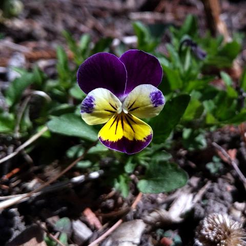 A viola tricolor that is yellow, purple and white. The nectar guides are purple on yellow and faded  yellow. The two lower 'petals' are  yellow with purple tips. The sides are faded yellow to white with a purple blush spot near the edge. The top two are solid purple. They are not all called petals but you get the idea.