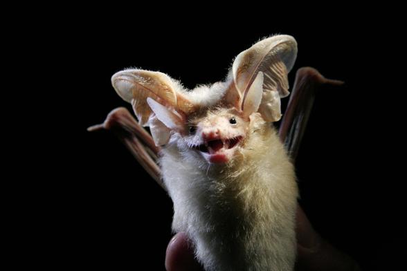 A photo of a Desert long-eared bat (Otonycteris hemprichii) against a black background. They look like they're smiling. They're white and fuzzy all over with big ears and small black eyes. They are small and being held up by someone who you can see the finger of which takes up like half their body because they're so smol. Their coat looks very pettable.

Photo credit: Charlotte Roemer (CC BY-SA)