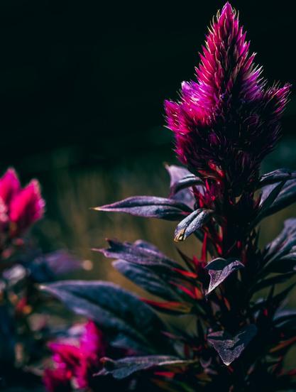The photo shows a vibrant celosia in a striking magenta-pink. The flower has a pointed, flame-like shape, and its leaves are closely spaced, giving it a spiky appearance. The leaves on the stem are dark green with a slight purple hue and have a matte texture. The background is blurred and dark, allowing the flower to stand out dramatically with its vibrant colors and sharp details. The lighting emphasizes the flower's texture and colors, giving it a bold, almost luminous appearance.