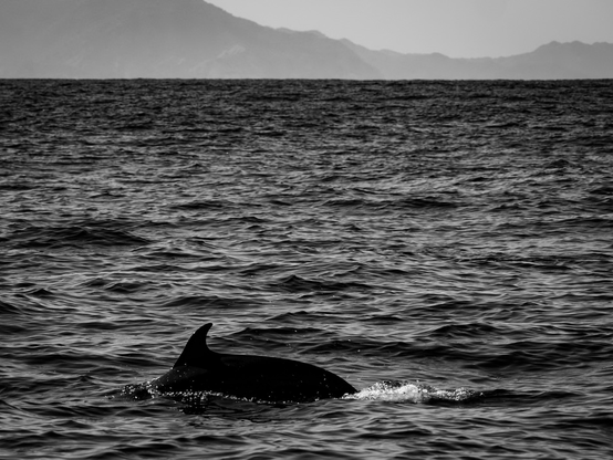 Dolphin in water.