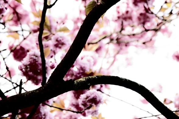 a black branch in the foreground, blurred cherry flowers in the background