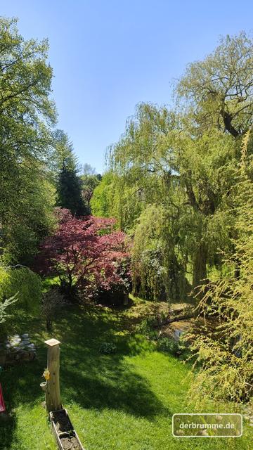 Blick aus dem Dachgeschoss in einen sonnigen Garten: Wolkenloser Himmel, große Bäume (Trauerweide und Linde) mit frischem Frühlingsgrün und ein Roter Ahorn.