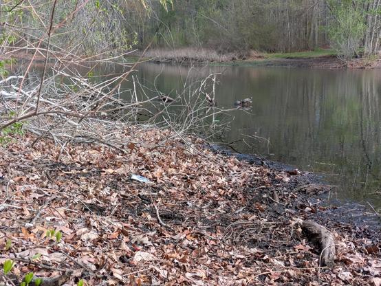 Photo of a leaf-covered lake bank, a bit of the lake and the light green tree foliage of early spring on the opposite shore. There are two turtles sunning on a log that is sticking up just above the surface of the lake. The lake surface is dark green.