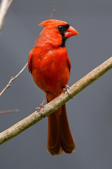 Northern Cardinal on branch in profile