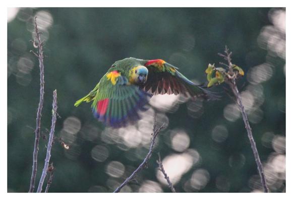 A  colorful parrot flying. The bird forehead is mostly blue, its wings mostly green with blue, yellow red and purple tones. The background is mostly dark.