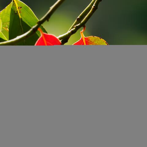 Three Camphor tree leaves hanging from three thin branches, against an out of focus green background.  One leaf is green,  one is red, and the other is half red and half yellow, with brown edges.