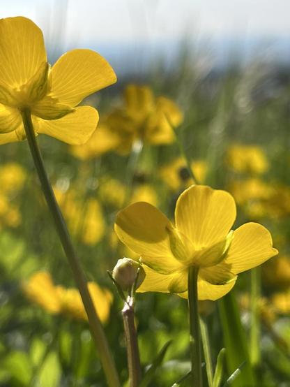 Butterblumen auf einer Wiese.