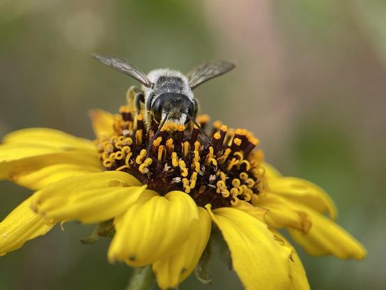 A wild bee on a flower looks straight at camera and appears to have a yellow pollen mustache across face. The bee is small, black and white, and a bit fuzzy. The bloom is a sunflower-like shape with yellow petals and brown center.