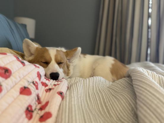 A red & white Pembroke Welsh corgi laying  on a people bed; her head is turned to face the camera but her eyes are mostly closed