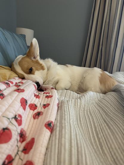 The same corgi has pushed her tiny head into the pillow; one ear sticks up