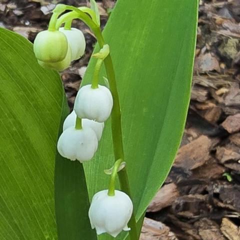 Primo piano di fiore bianco di mughetto.