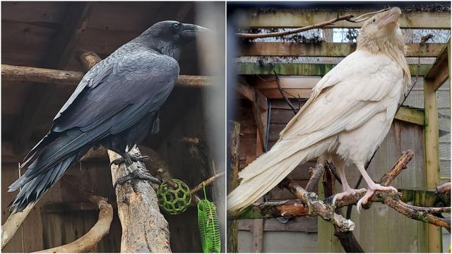 A collage of 2 photos. On the left is a common black raven & on the right is a blue eyed white raven.
