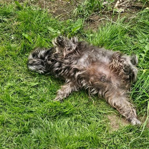 A gray shih tzu rolls in something he's found in the green green grass of home