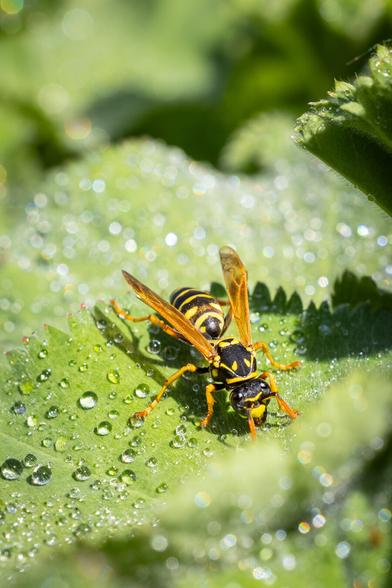 Close-up of a yellow and black paper wasp standing on a green, dew-covered leaf with glistening water droplets in bright sunlight.